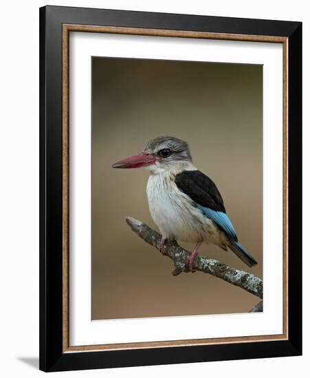 Brown-hooded kingfisher (Halcyon albiventris), Kruger National Park, South Africa, Africa-James Hager-Framed Photographic Print