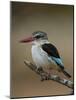 Brown-hooded kingfisher (Halcyon albiventris), Kruger National Park, South Africa, Africa-James Hager-Mounted Photographic Print