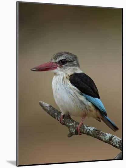 Brown-hooded kingfisher (Halcyon albiventris), Kruger National Park, South Africa, Africa-James Hager-Mounted Photographic Print