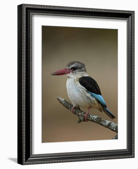 Brown-hooded kingfisher (Halcyon albiventris), Kruger National Park, South Africa, Africa-James Hager-Framed Photographic Print