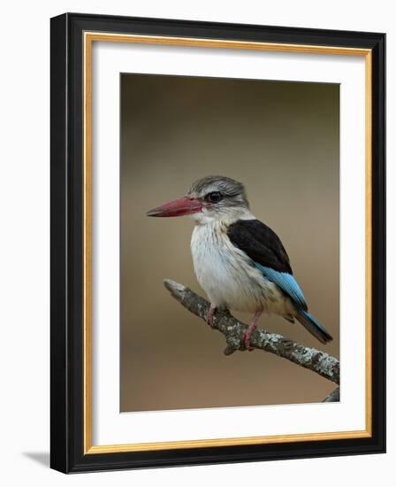 Brown-hooded kingfisher (Halcyon albiventris), Kruger National Park, South Africa, Africa-James Hager-Framed Photographic Print