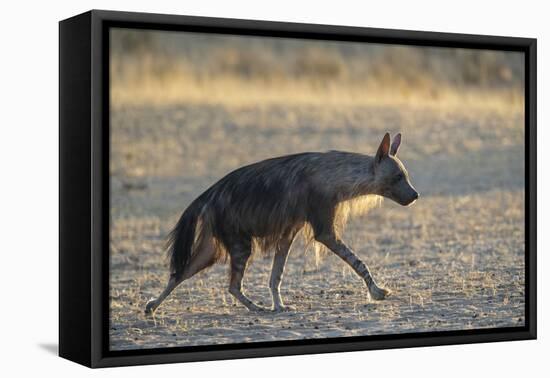 Brown hyaena (Hyaena brunnea), Kgalagadi Transfrontier Park-Ann and Steve Toon-Framed Premier Image Canvas