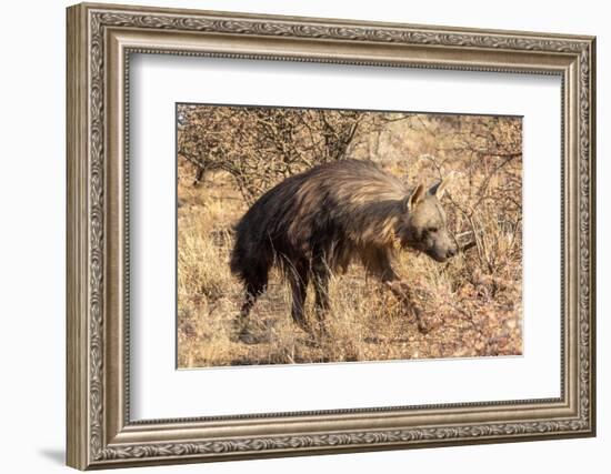 Brown hyaena walking through dry grass, Namibia-Sylvain Cordier-Framed Photographic Print