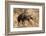 Brown hyaena walking through dry grass, Namibia-Sylvain Cordier-Framed Photographic Print