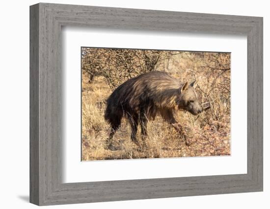 Brown hyaena walking through dry grass, Namibia-Sylvain Cordier-Framed Photographic Print