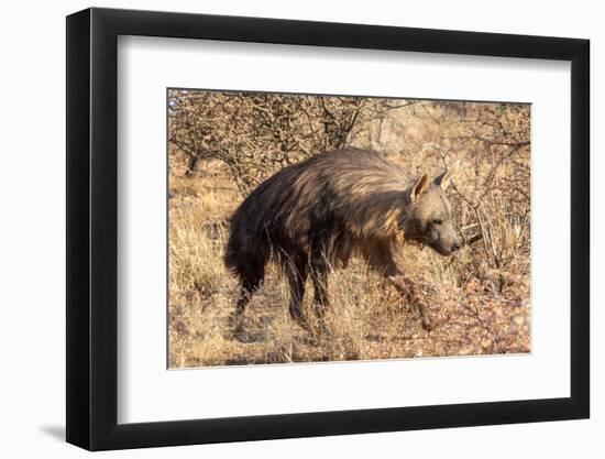 Brown hyaena walking through dry grass, Namibia-Sylvain Cordier-Framed Photographic Print