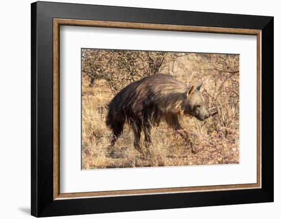 Brown hyaena walking through dry grass, Namibia-Sylvain Cordier-Framed Photographic Print