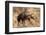 Brown hyaena walking through dry grass, Namibia-Sylvain Cordier-Framed Photographic Print