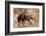 Brown hyaena walking through dry grass, Namibia-Sylvain Cordier-Framed Photographic Print