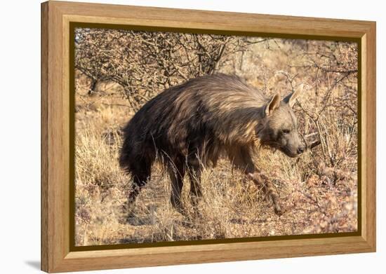 Brown hyaena walking through dry grass, Namibia-Sylvain Cordier-Framed Premier Image Canvas