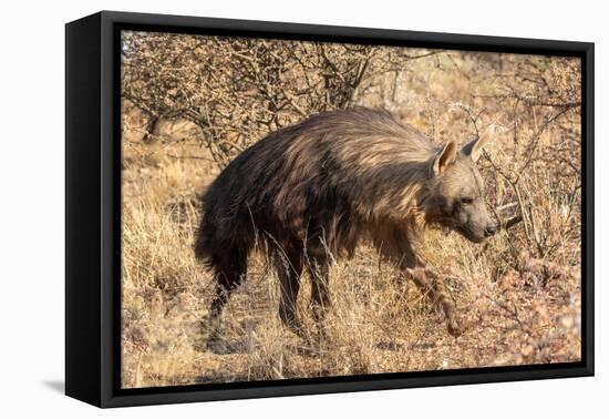 Brown hyaena walking through dry grass, Namibia-Sylvain Cordier-Framed Premier Image Canvas