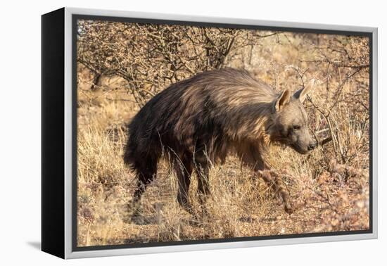 Brown hyaena walking through dry grass, Namibia-Sylvain Cordier-Framed Premier Image Canvas