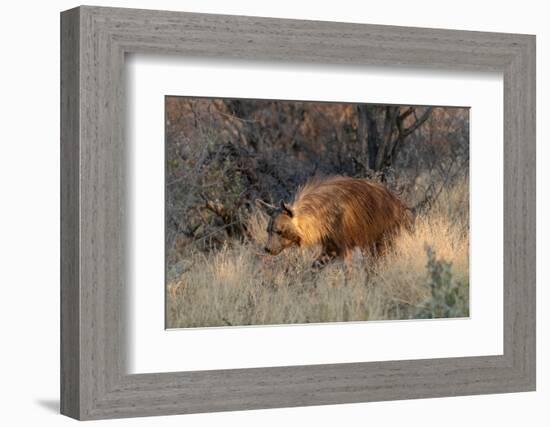 Brown hyaena walking through dry grass, Namibia-Sylvain Cordier-Framed Photographic Print