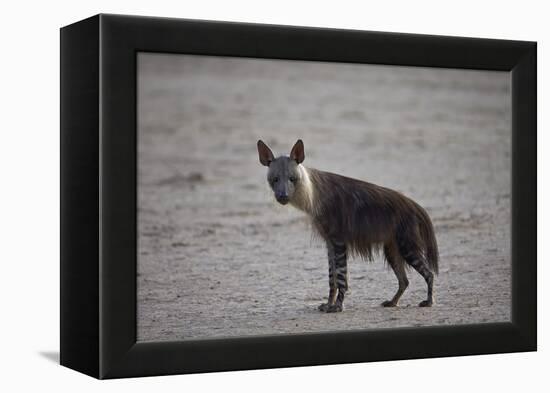 Brown Hyena (Hyaena Brunnea) (Formerly Parahyaena Brunnea)-James Hager-Framed Premier Image Canvas