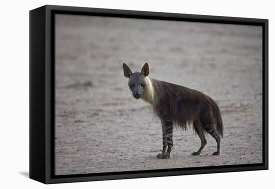 Brown Hyena (Hyaena Brunnea) (Formerly Parahyaena Brunnea)-James Hager-Framed Premier Image Canvas