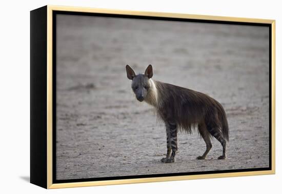 Brown Hyena (Hyaena Brunnea) (Formerly Parahyaena Brunnea)-James Hager-Framed Premier Image Canvas