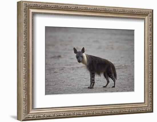 Brown Hyena (Hyaena Brunnea) (Formerly Parahyaena Brunnea)-James Hager-Framed Photographic Print