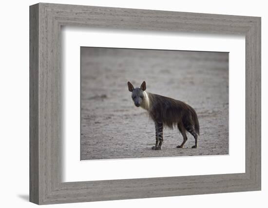 Brown Hyena (Hyaena Brunnea) (Formerly Parahyaena Brunnea)-James Hager-Framed Photographic Print