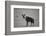 Brown Hyena (Hyaena Brunnea) (Formerly Parahyaena Brunnea)-James Hager-Framed Photographic Print