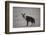 Brown Hyena (Hyaena Brunnea) (Formerly Parahyaena Brunnea)-James Hager-Framed Photographic Print