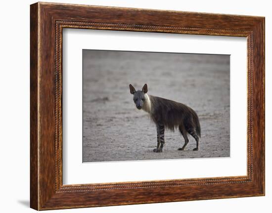 Brown Hyena (Hyaena Brunnea) (Formerly Parahyaena Brunnea)-James Hager-Framed Photographic Print