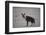 Brown Hyena (Hyaena Brunnea) (Formerly Parahyaena Brunnea)-James Hager-Framed Photographic Print