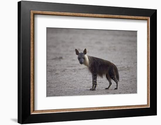 Brown Hyena (Hyaena Brunnea) (Formerly Parahyaena Brunnea)-James Hager-Framed Photographic Print