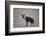 Brown Hyena (Hyaena Brunnea) (Formerly Parahyaena Brunnea)-James Hager-Framed Photographic Print