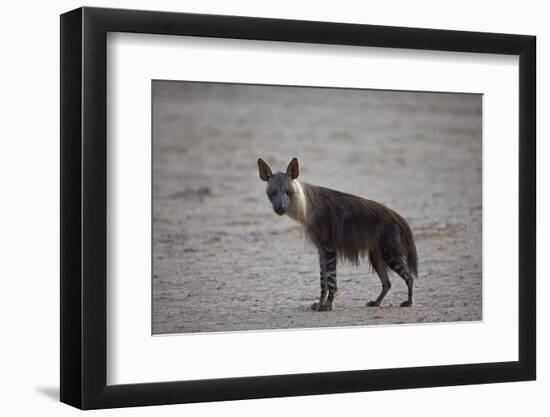 Brown Hyena (Hyaena Brunnea) (Formerly Parahyaena Brunnea)-James Hager-Framed Photographic Print