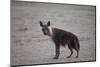 Brown Hyena (Hyaena Brunnea) (Formerly Parahyaena Brunnea)-James Hager-Mounted Photographic Print