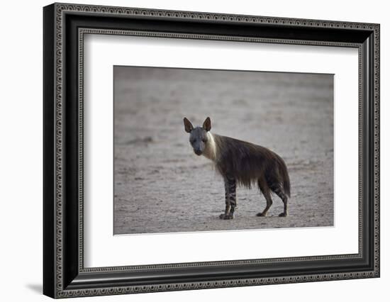 Brown Hyena (Hyaena Brunnea) (Formerly Parahyaena Brunnea)-James Hager-Framed Photographic Print