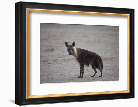 Brown Hyena (Hyaena Brunnea) (Formerly Parahyaena Brunnea)-James Hager-Framed Photographic Print