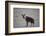 Brown Hyena (Hyaena Brunnea) (Formerly Parahyaena Brunnea)-James Hager-Framed Photographic Print