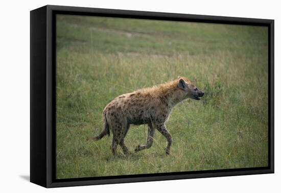 Brown Hyena Running in Grass-DLILLC-Framed Premier Image Canvas