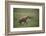 Brown Hyena Running in Grass-DLILLC-Framed Photographic Print