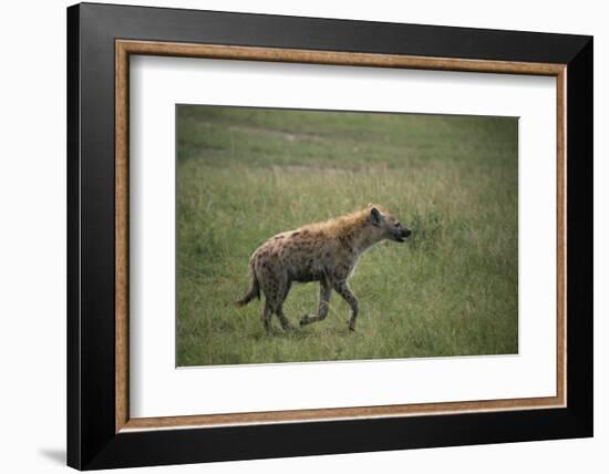 Brown Hyena Running in Grass-DLILLC-Framed Photographic Print