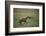 Brown Hyena Running in Grass-DLILLC-Framed Photographic Print