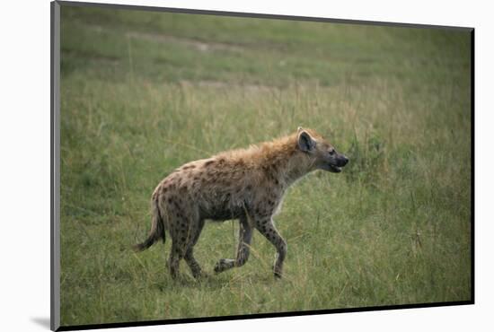 Brown Hyena Running in Grass-DLILLC-Mounted Photographic Print
