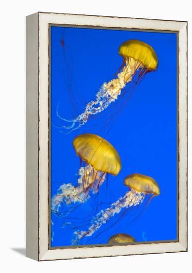 Brown Jellyfish-David Nunuk-Framed Premier Image Canvas