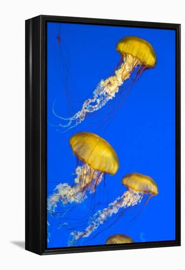 Brown Jellyfish-David Nunuk-Framed Premier Image Canvas