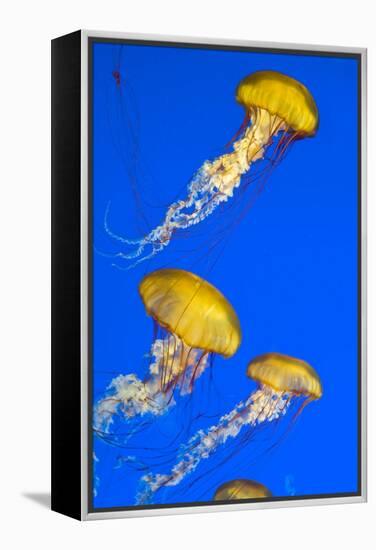 Brown Jellyfish-David Nunuk-Framed Premier Image Canvas