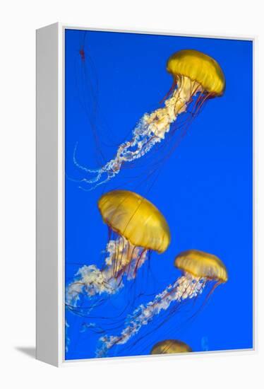 Brown Jellyfish-David Nunuk-Framed Premier Image Canvas