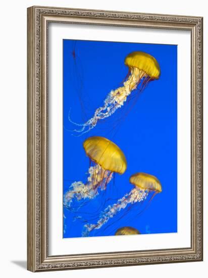 Brown Jellyfish-David Nunuk-Framed Photographic Print