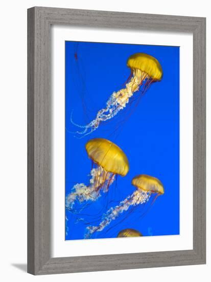 Brown Jellyfish-David Nunuk-Framed Photographic Print