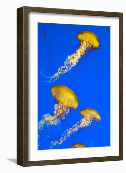 Brown Jellyfish-David Nunuk-Framed Photographic Print