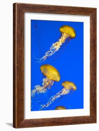 Brown Jellyfish-David Nunuk-Framed Photographic Print