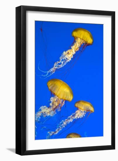 Brown Jellyfish-David Nunuk-Framed Photographic Print