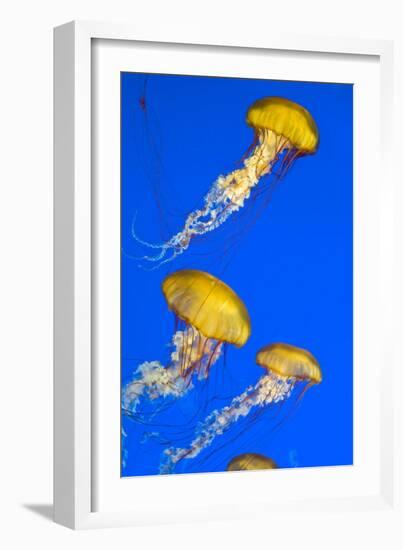 Brown Jellyfish-David Nunuk-Framed Photographic Print