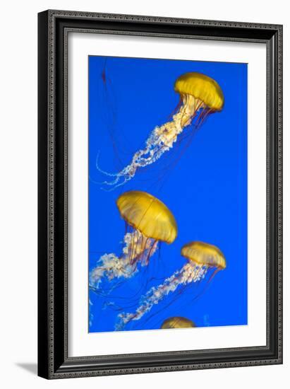 Brown Jellyfish-David Nunuk-Framed Photographic Print