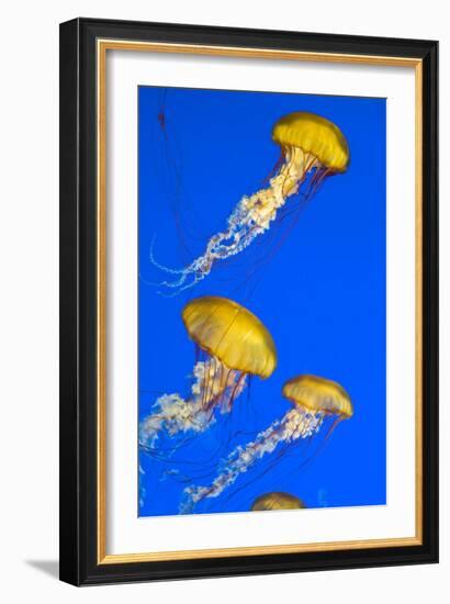 Brown Jellyfish-David Nunuk-Framed Photographic Print